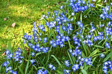 Quelles fleurs reviendront chaque année ?