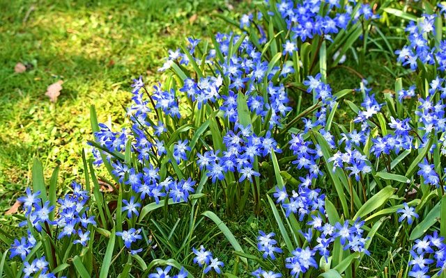 Quelles fleurs reviendront chaque année ?