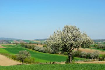 Quels arbres ne mesurent que de 8 à 10 pieds de haut ?