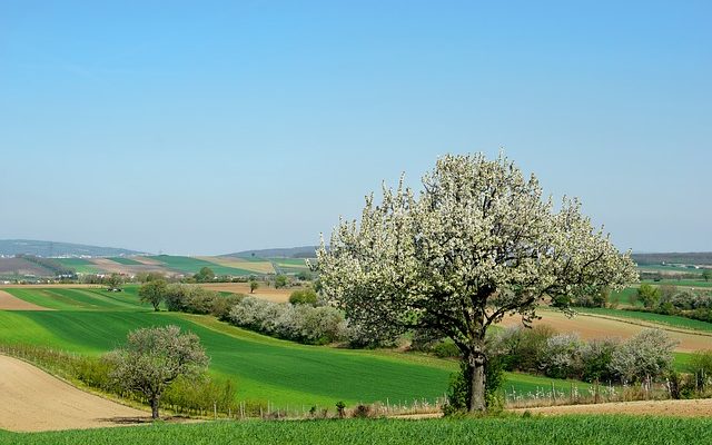 Quels arbres ne mesurent que de 8 à 10 pieds de haut ?