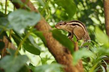 Quels types d'animaux vivent dans l'océan Indien ?