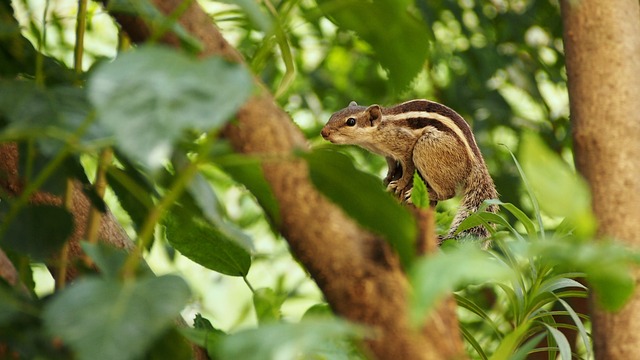 Quels types d'animaux vivent dans l'océan Indien ?