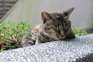 Recette à la maison pour le répulsif pour chats