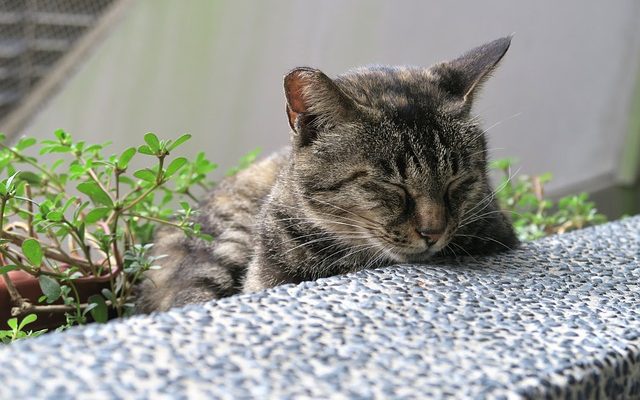 Recette à la maison pour le répulsif pour chats