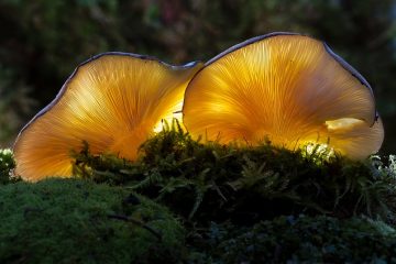 Types communs de champignons trouvés dans le sol