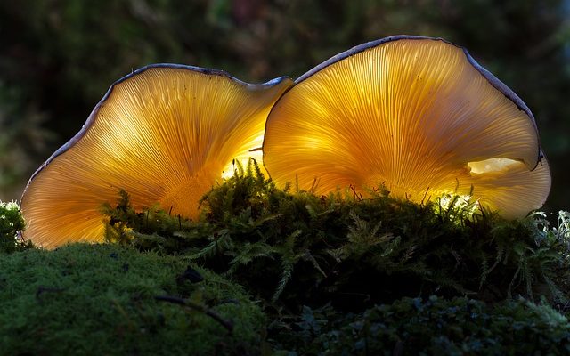 Types communs de champignons trouvés dans le sol