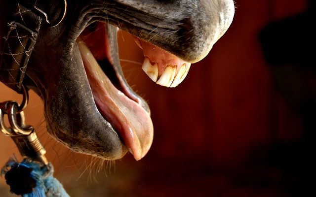 Abcès dentaire chez les chevaux