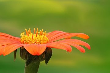 Adaptations pour les plantes d'étang