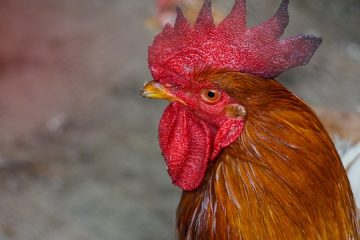 Allergie au poulet et éruptions cutanées