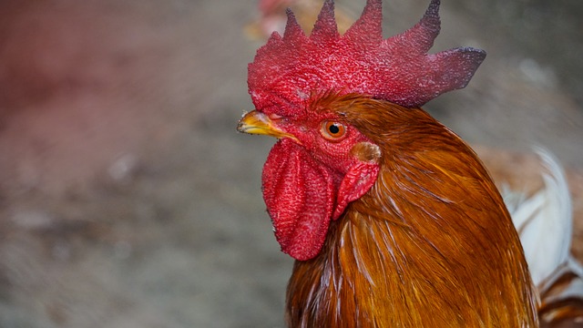 Allergie au poulet et éruptions cutanées