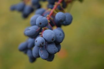 Bushes With Thorns Berries