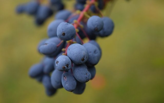 Bushes With Thorns Berries