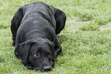 Combien devrait peser un chiot de laboratoire ?