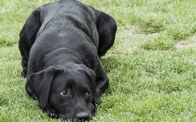 Combien devrait peser un chiot de laboratoire ?