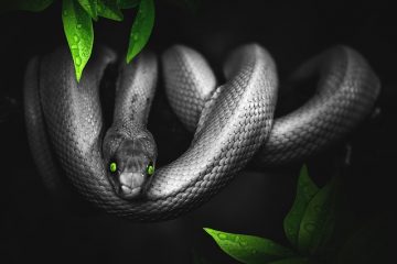 Comment attraper un serpent avec des pièges