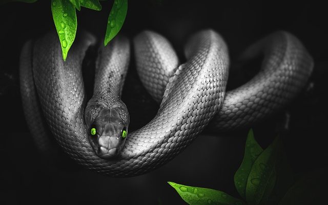 Comment attraper un serpent avec des pièges