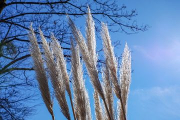 Comment couper et tailler l'herbe de la pampa