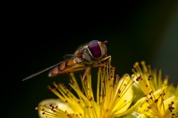 Comment éliminer les nids de guêpes terrestres