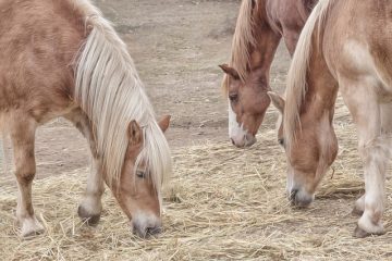 Comment engraisser un cheval maigrichon