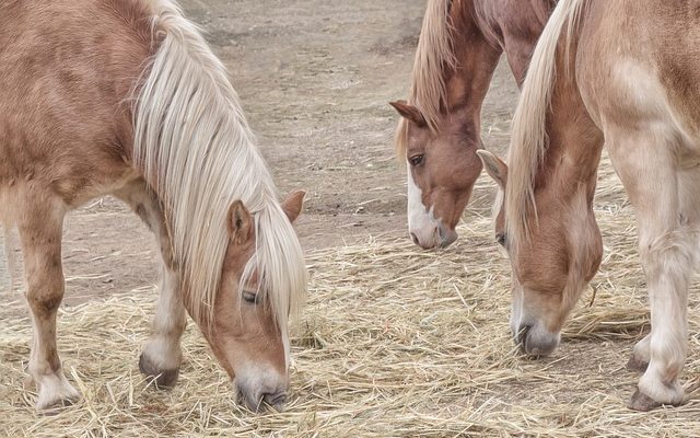 Comment engraisser un cheval maigrichon