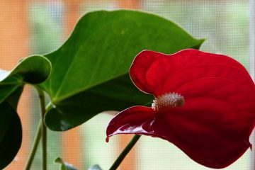 Comment éviter qu'un lys calla ne tombe sur vous ?