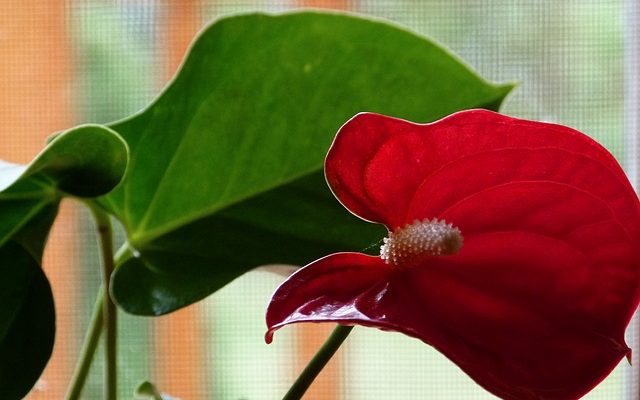 Comment éviter qu'un lys calla ne tombe sur vous ?