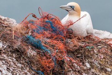 Comment fabriquer un filet de seine