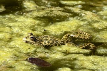 Comment fabriquer un filtre d'étang à poissons externe