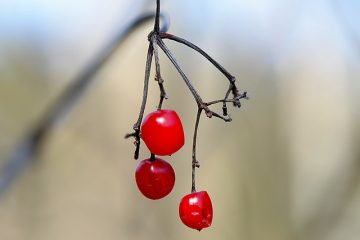 Comment faire pousser du chèvrefeuille le long d'une clôture à lattes de bois