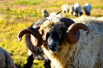 Comment faire un costume de tête avec des cornes de bélier