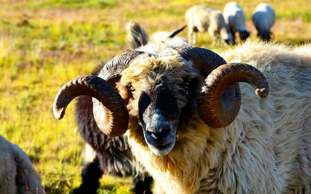 Comment faire un costume de tête avec des cornes de bélier