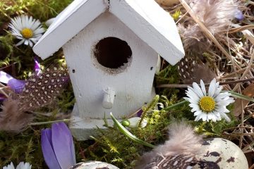 Comment garder la caille des boutons à l'extérieur