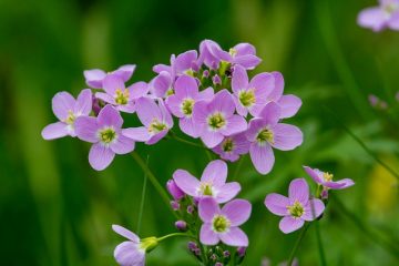 Comment identifier une fleur à quatre pétales blancs et un centre pistil jaune.