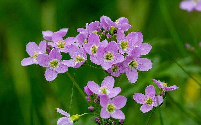 Comment identifier une fleur à quatre pétales blancs et un centre pistil jaune.