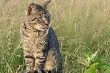 Comment nourrir un chat avec un collier ?