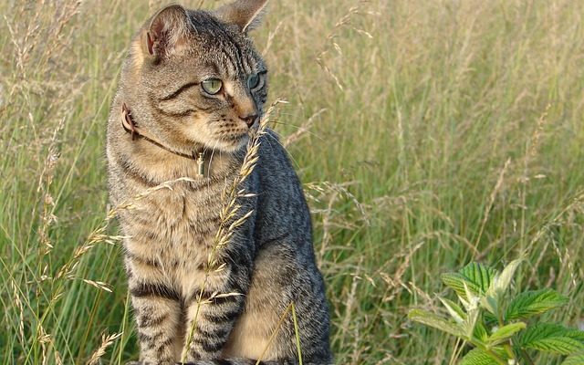 Comment nourrir un chat avec un collier ?