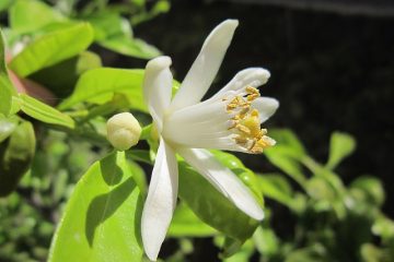 Comment polliniser un citronnier d'intérieur