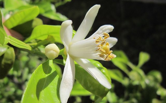 Comment polliniser un citronnier d'intérieur