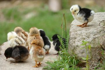 Comment réparer les éraflures sur les talons aiguilles