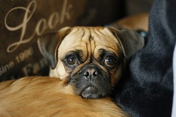 Comment savoir quand un carlin est sur le point d'avoir des chiots