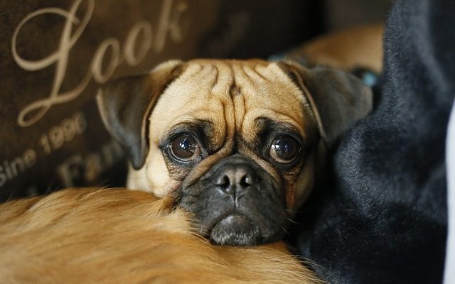 Comment savoir quand un carlin est sur le point d'avoir des chiots