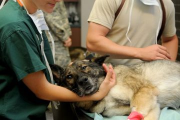 Comment traiter l'enflure des jambes à la suite d'une infection canine ?