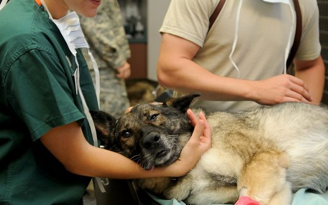 Comment traiter l'enflure des jambes à la suite d'une infection canine ?