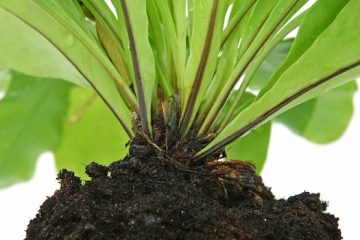 Comment transplanter un troène