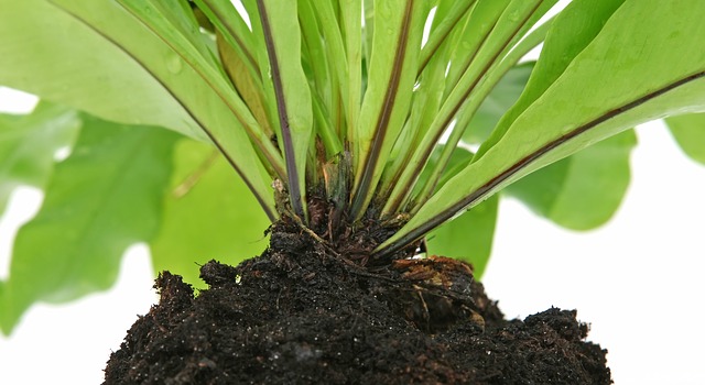 Comment transplanter un troène