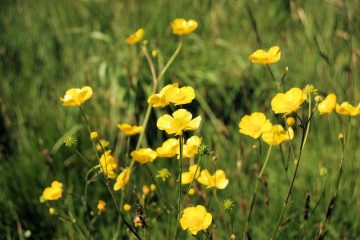 Comment tuer les mauvaises herbes des boutons d'orge