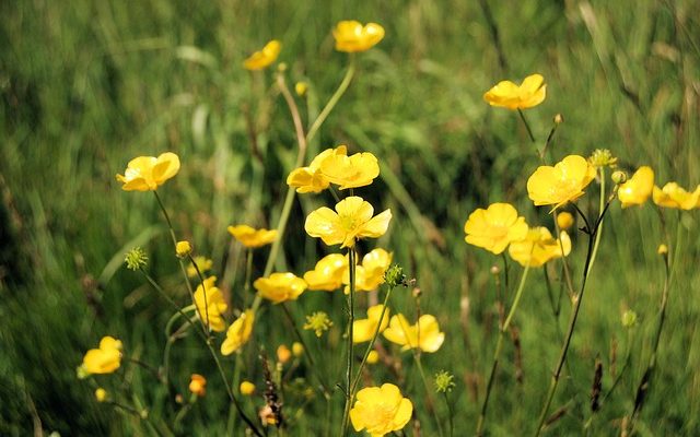 Comment tuer les mauvaises herbes des boutons d'orge