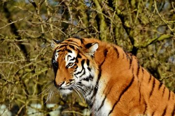 Comment utiliser le baume du tigre pour les problèmes de sinus.