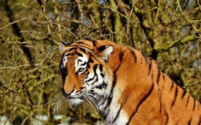 Comment utiliser le baume du tigre pour les problèmes de sinus.
