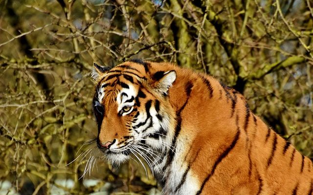 Comment utiliser le baume du tigre pour les problèmes de sinus.